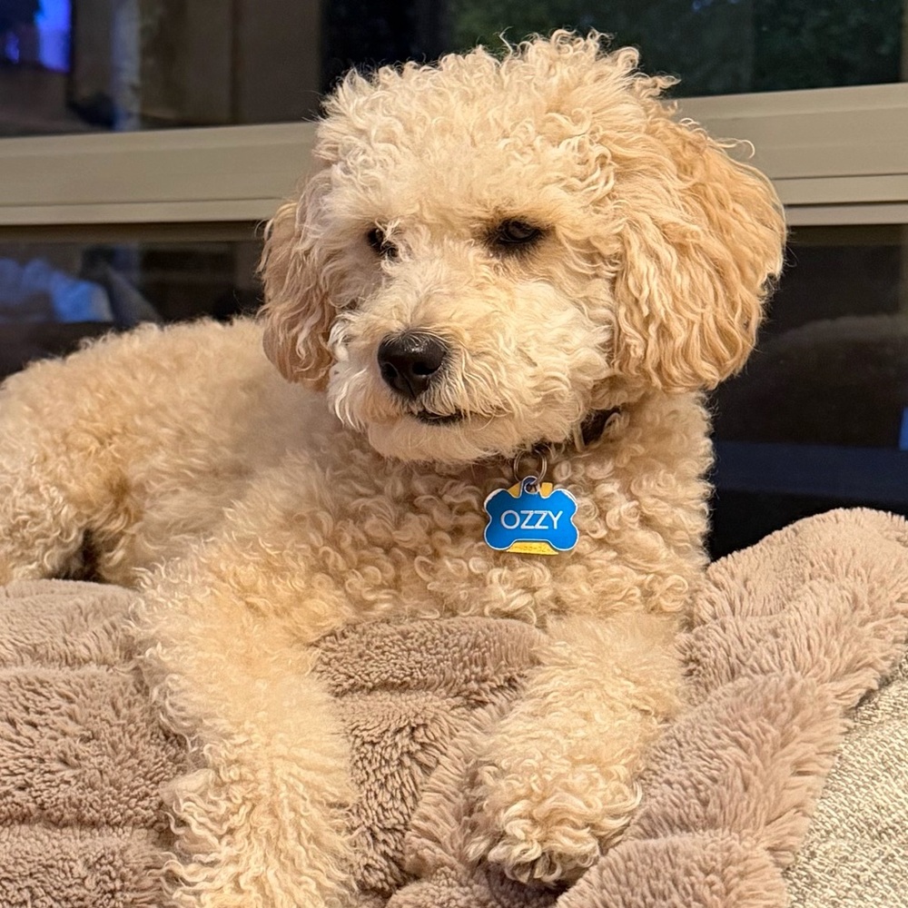 Meet your Posher, Kurt